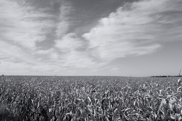 Cornfield against a blue sky with clouds