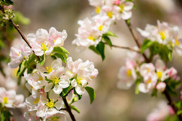 Spring blooming sakura trees. Pink flowers Sakura Spring landscape with blooming pink tree. Beautiful sakura garden on a sunny day.Beautiful concept of romance and love with delicate flowers.
