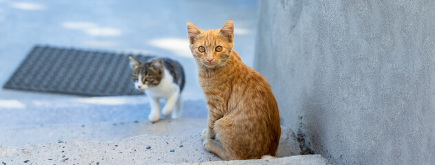 Fototapeta Street cats look into the lens obraz