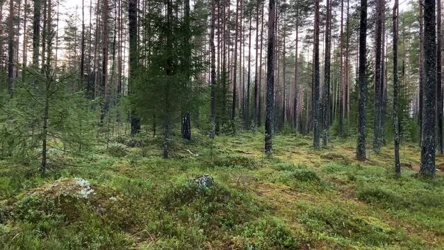 Coniferous forest with pines, firs, moss, forest plants. Nature and fresh air. Hiking, vacation and tourism concept. Screen saver.