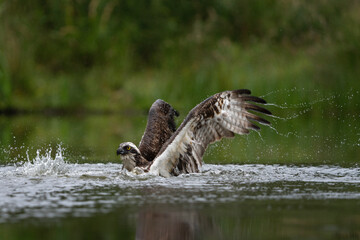 Osprey is hunting on the lake. Successful catch on the pond. Nature in Europe. Bird watching in Scotland nature.