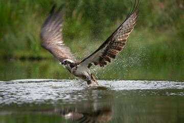Osprey is hunting on the lake. Successful catch on the pond. Nature in Europe. Bird watching in Scotland nature.