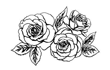 Rose sketch. Black outline on white background. Drawing vector graphics with floral pattern for design. Vector illustration.