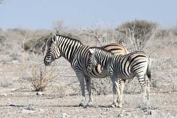 Obraz na płótnie Canvas Steppenzebras (Equus quagga) im Etoscha Nationalpark in Namibia. 
