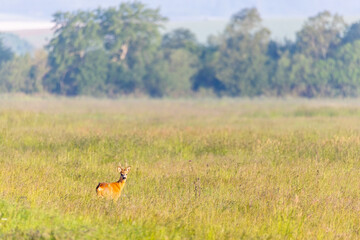 wildlife in Lille Vildmose nature reserve