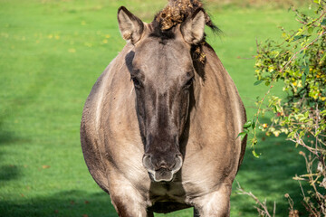 Obraz premium Front view of head and part of the body of a Polish Konik horse at Eijsder Beemden Nature Reserve, green grass in background, thick mane and gray fur, autumn day in Eijsden, South Limburg, Netherlands