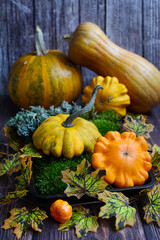 autumn composition. Orange, yellow and green squash, pumpkins and green moss on a rustic background