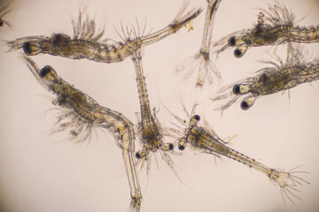 Shrimp, Zoea stage and Mysis stage of Vannamei shrimp in light microscope, Shrimp larvae under a microscope, White shrimp, Nauplius, zoea, Larvae. Background.