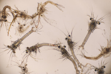 Shrimp, Zoea stage with dead shrimp of Vannamei shrimp in light microscope, Larvae under a microscope, White shrimp, Nauplius, zoea, Larvae. Background.