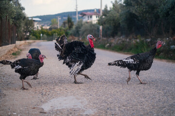 Turkey birds walking around the village. Meleagris gallopavo