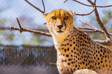 Close up shot of cute cheetah