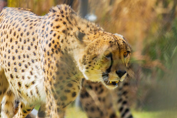 Close up shot of cute cheetah