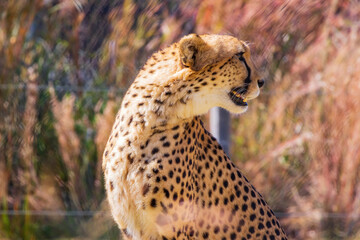 Close up shot of cute cheetah