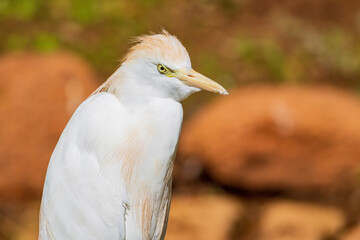 Obraz premium Close up shot of cute Egret