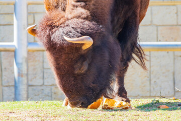 Close up shot of Bison eating pumpkin © Kit Leong