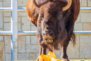 Close up shot of Bison eating pumpkin © Kit Leong