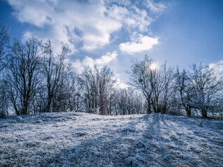 Trees On A Hill Covered With Snow