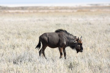 Streifengnu (Connochaetes) im Etoscha Nationalpark in Namibia. 