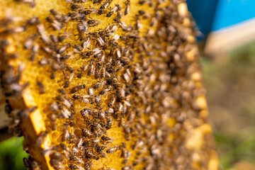 Bee apiary making honey on wooden frame. Sweet honey frame close up view.