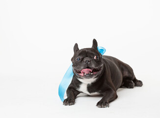 Animals. One black  french bulldog white isolated