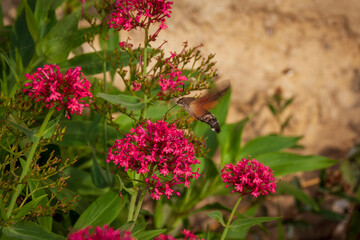 Romage 10 2022 photo of a moro sphinx butterfly feeding on a centranthus flower