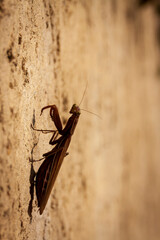 Romage 10 2022 brown praying mantis looking at the camera lens