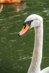 Portrait of a graceful white swan with long neck on dark water background.
