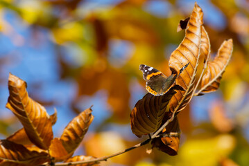 Red admiral butterfly (Vanessa Atalanta) with open wings perched on a brown leaf in Zurich, Switzerland