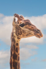 Obraz premium Close-up giraffe head on blue sky background
