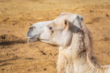 Portrait of a camel resting on sand.
