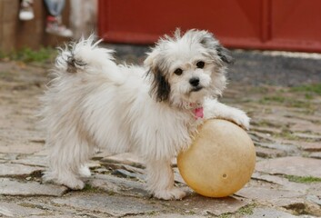 A small cute Bichon puppy is playing with a yellow ball