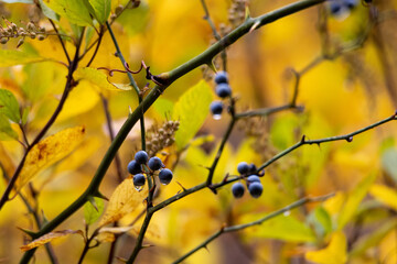 autumn leaves on a branch with berries