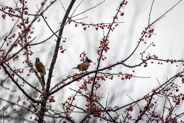 American Robins eating berries in a tree