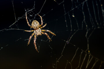 a spider makes a web on a black background, selected focus