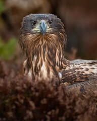 Eagle portrait in the bog scenery