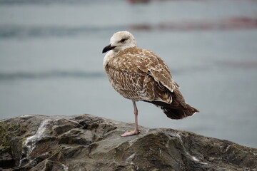 closeup of a seagull on rock resting on one leg 