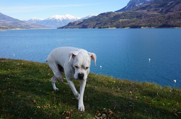 Nahaufnahme einer weißen Mischung 3-beinige Bulldogge von Serre Ponçon See, Südalpen, Frankreich