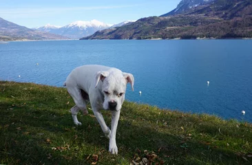 Papier Peint photo Bulldog français Libre d& 39 un mélange blanc bouledogue à 3 pattes par le lac de Serre Ponçon, Alpes du sud, France