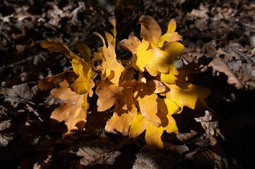 der herbst