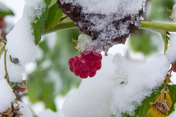 Branch with ripe red raspberries covered with first snow