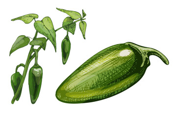 Branch of jalapeno plant with leaf and pepper. Vintage vector hatching