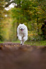 Samojede in Aktion Hunde Hundeliebe rennen Weißer Hund