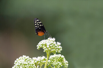 Close up of a beautiful buterfly on a white flower bouquete