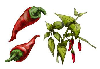 Branch of chilli with leaf and pepper. Vintage vector hatching