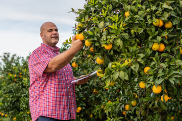 Agronomist farmer man checking the ripening state of the oranges on the tree