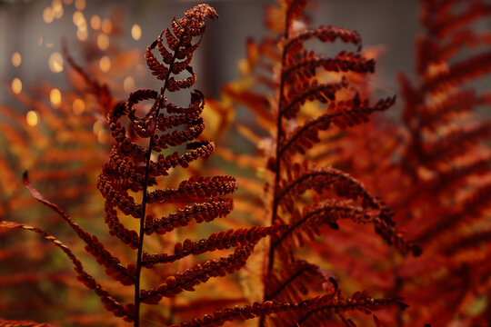  Bright colors of autumn: brown foliage of fern branches on a foggy morning in the forest, close-up, bokeh