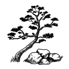 Asian pine tree vector illustration on white background