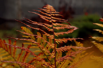  Bright colors of autumn: orange fern leaf in the autumn forest close-up, bokeh