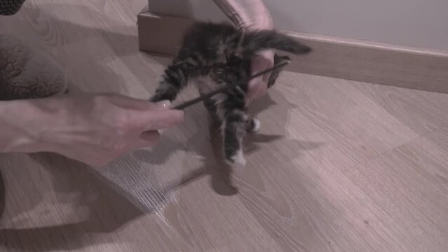 Small Kitten