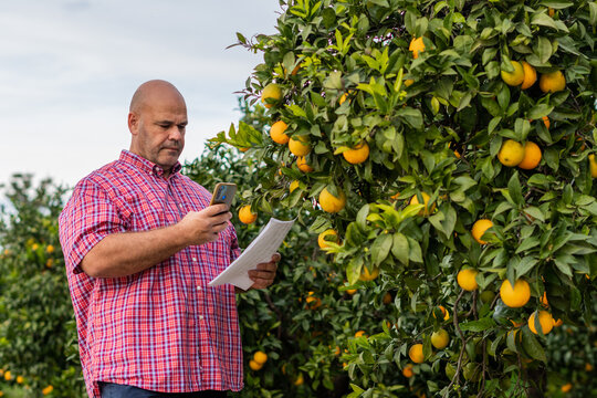  Agronomist Farmer Man Working With The Phone In An Orange Grove